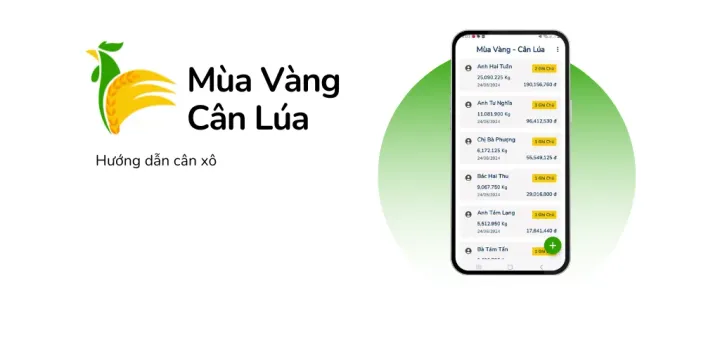 Hướng Dẫn Cân Xô Trên Ứng Dụng Mùa Vàng: Tính Tiền Nhanh, Không Sợ Nhầm!